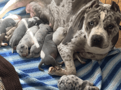XL American Bully pups