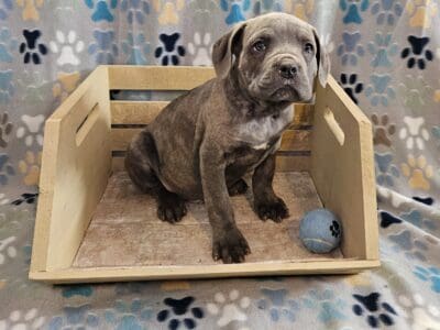 Playful cane corso pups