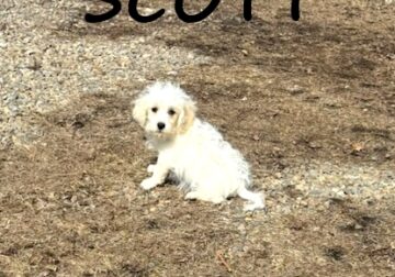 Scott Male Schnoodle Puppy