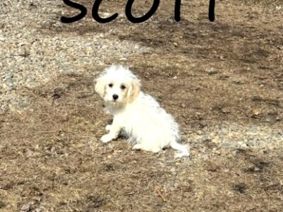 Scott Male Schnoodle Puppy