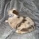 Australian Shepherd/Australian Cattle Dog pups