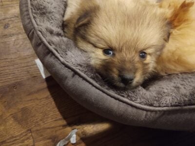 Aussie/Pomeranian
