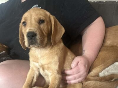 Female Goldador Puppies