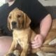 Female Goldador Puppies