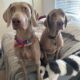 Weimaraner puppies