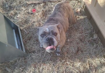 Olde english bulldogge