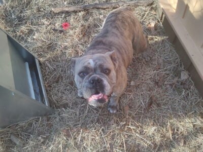 Olde english bulldogge