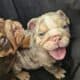 English Bulldog Lilac Tri Merle