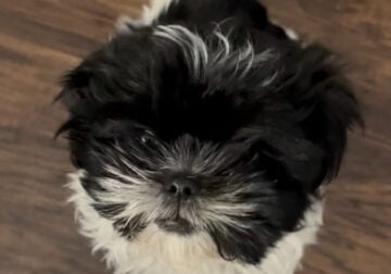 Female Shih Tzu puppy