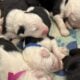 Old English Sheepdog Puppies