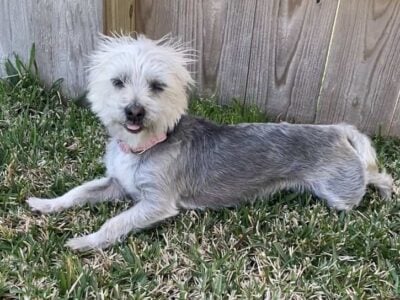 1yr old, female dog for sale