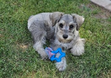 Miniature Schnauzers