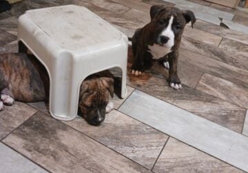 Pitbull puppy