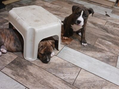 Pitbull puppy