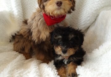 Mini bernedoodle Chance