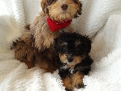 Mini bernedoodle Chance