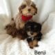 Mini bernedoodle Chance