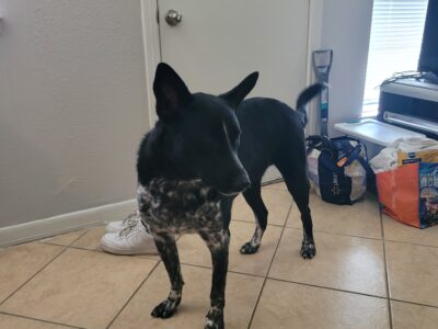 3 yr old Blue Heeler for sale