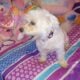 Maltipoo for Sale – Meet Tanner