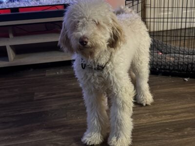 Looking for a forever home