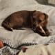 BELLA IS LOOKING FOR HER FOREVER HOME
