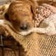 Mini Red Goldendoodle Puppies – Champion Bloodline