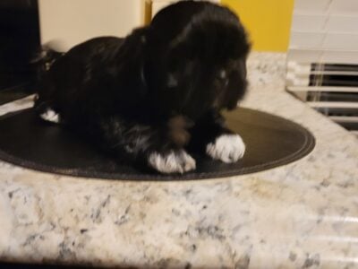 Shitzu puppies