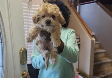 Maltipoo puppies and adult Maltipoos avaiable for
