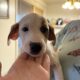 Pit Hound Mix Puppies