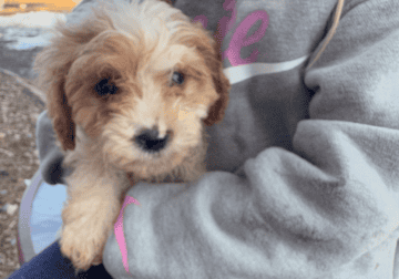 Cavapoo