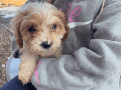 Cavapoo
