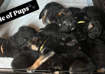 Farm German Shepherd Puppies AKC