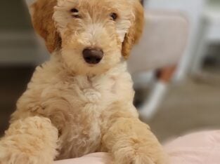 Labradoodle female 12 weeks