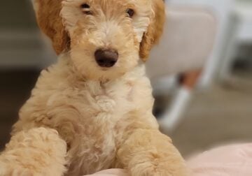Labradoodle female 12 weeks