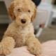 Labradoodle female 12 weeks
