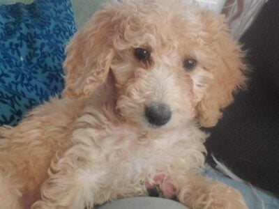 Super Sweet 10 Week Old Female GoldenDoodle