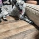 Texas heeler