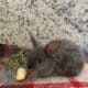 Gray Rabbit