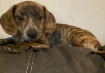Rehoming puppy