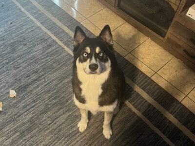 Male Pomsky 2 year old