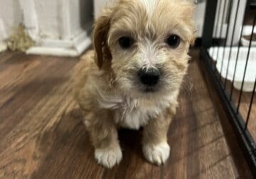 Maltese Mix