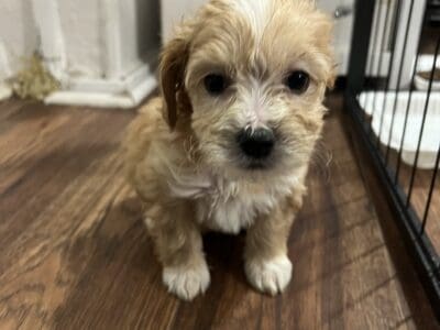 Maltese Mix
