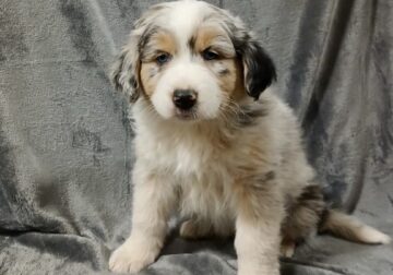 Australian Shepherd (Big Blue)