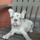 Merle lilac french bulldog