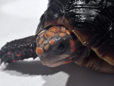 Cherry Red Head-Footed Tortoise