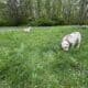 Olde English Bulldogge Puppies Due June 3 – Waitli