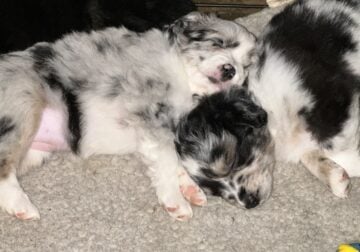 Australian Shepherd (miniature)