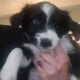 Aussie doodle puppies-7 weeks old