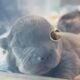 French Bull Dog Puppies