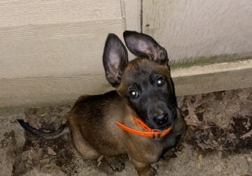 Belgian Malinois puppies